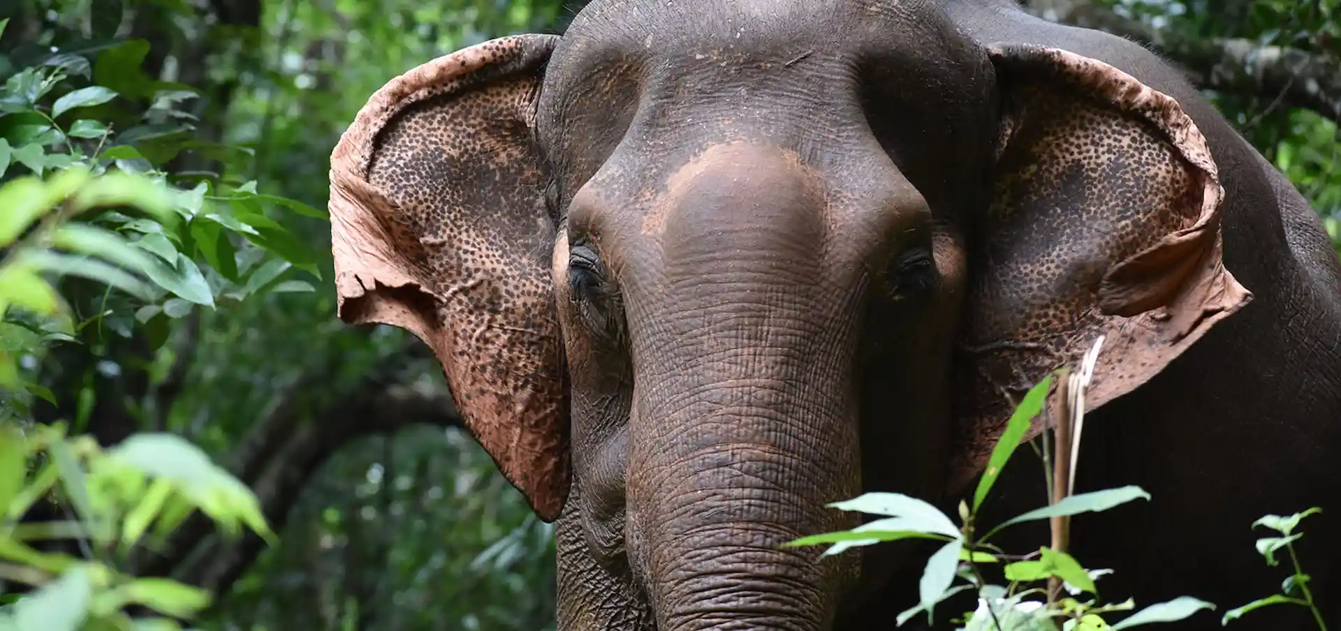 A close-up of an elephant’s face and ears, surrounded by green foliage in a forested environment.