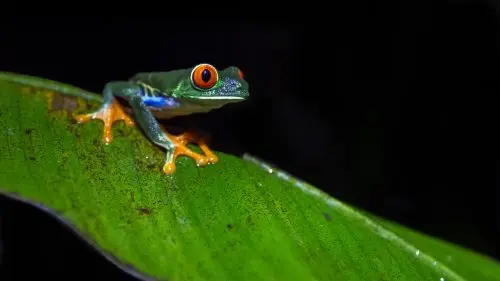 A red-eyed tree frog sits on a green leaf against a dark background.
