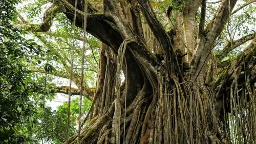 Large banyan tree with thick, twisting roots and aerial prop roots hanging down, surrounded by dense green foliage.